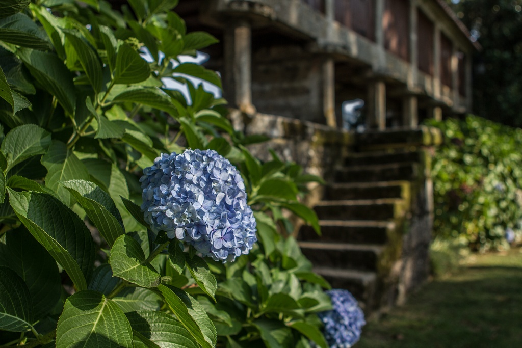 Flores