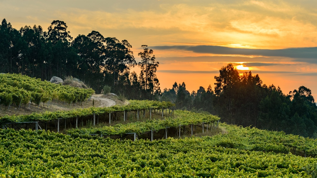 Viñedos Pazo de Señorans