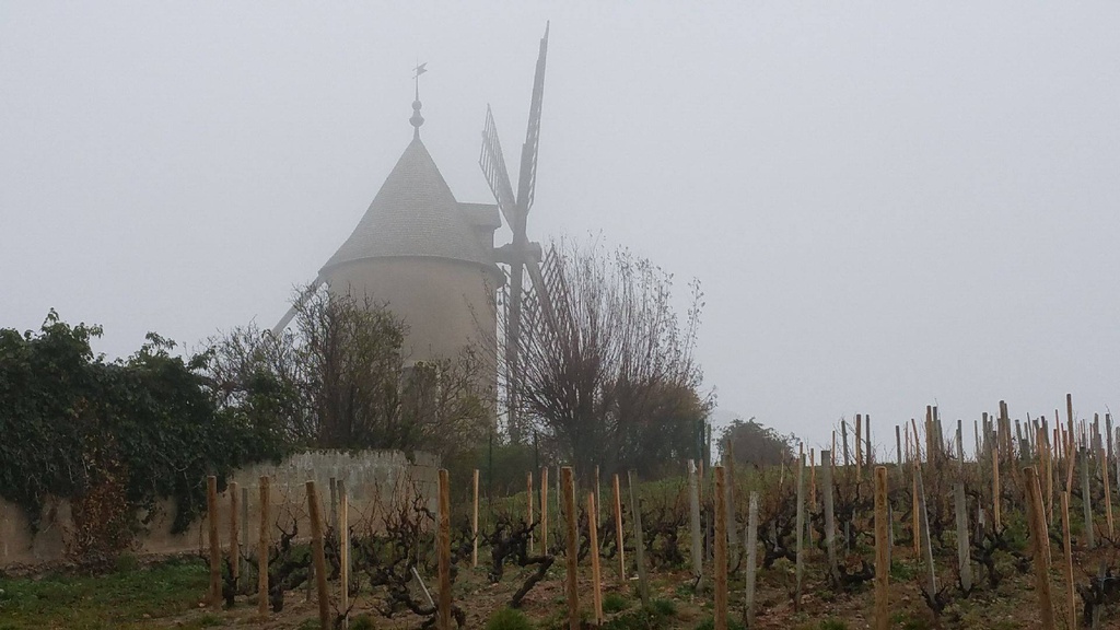 Molino