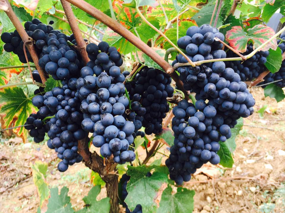 Variedad Pinot Noir