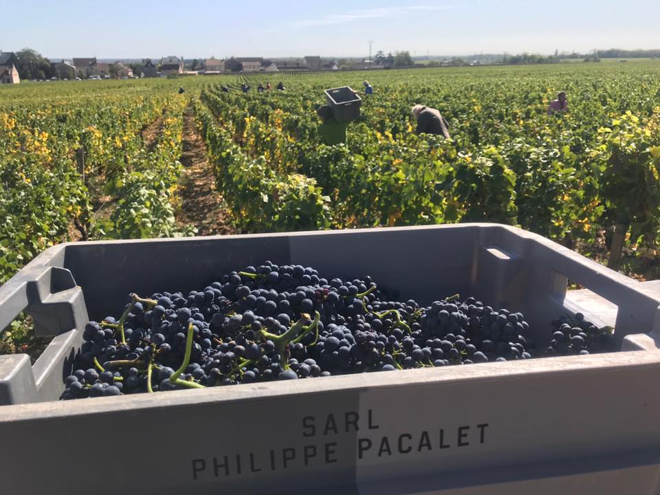 Vendimia Philippe Pacalet