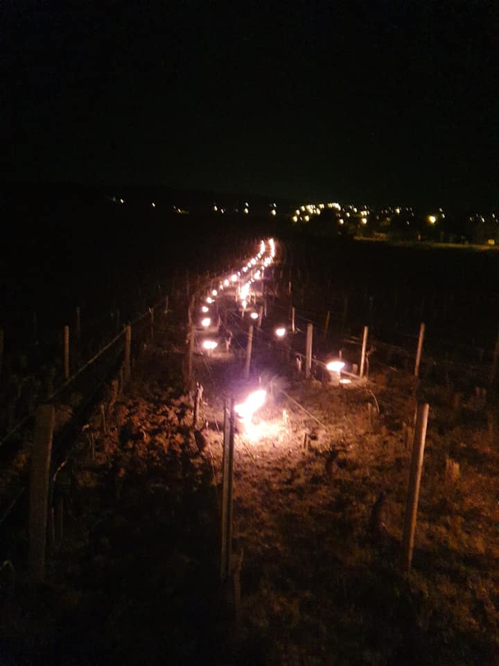 Viñedo iluminado