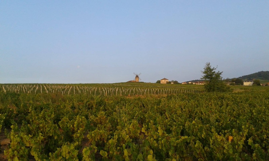 Viñedo