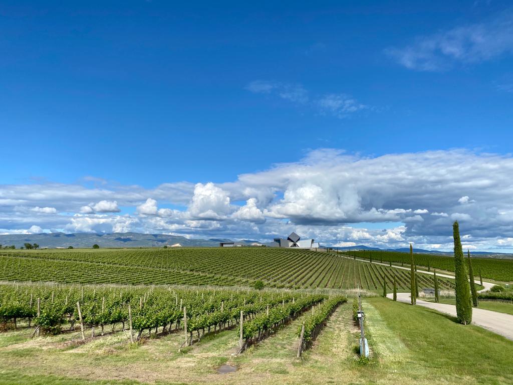 Viñedos y Bodega