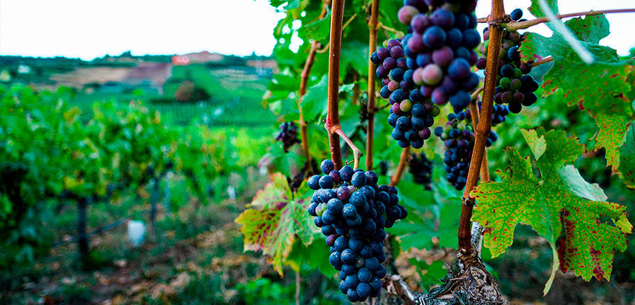 Suertes Viñedo