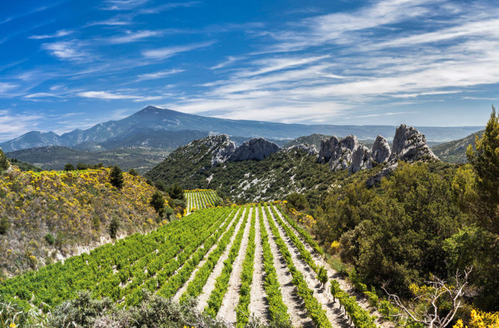 Viñedos Tardieu-Laurent