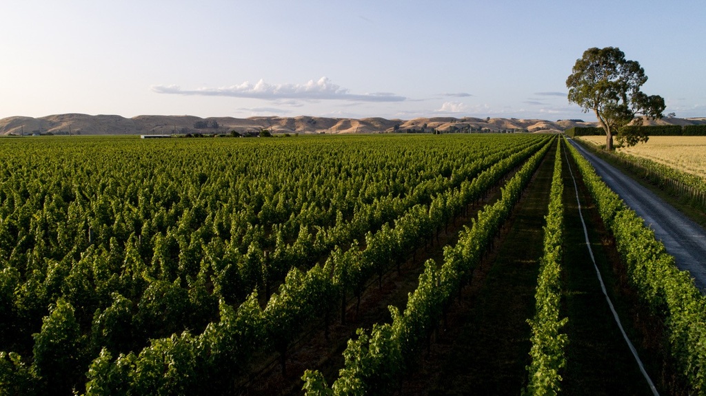 Viñedo