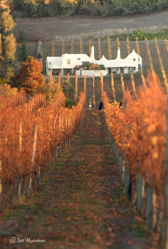 Bodega Te Mata desde el viñedo