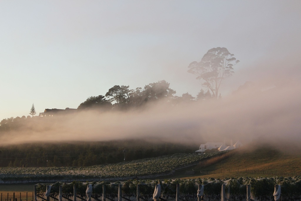Niebla en el viñedo