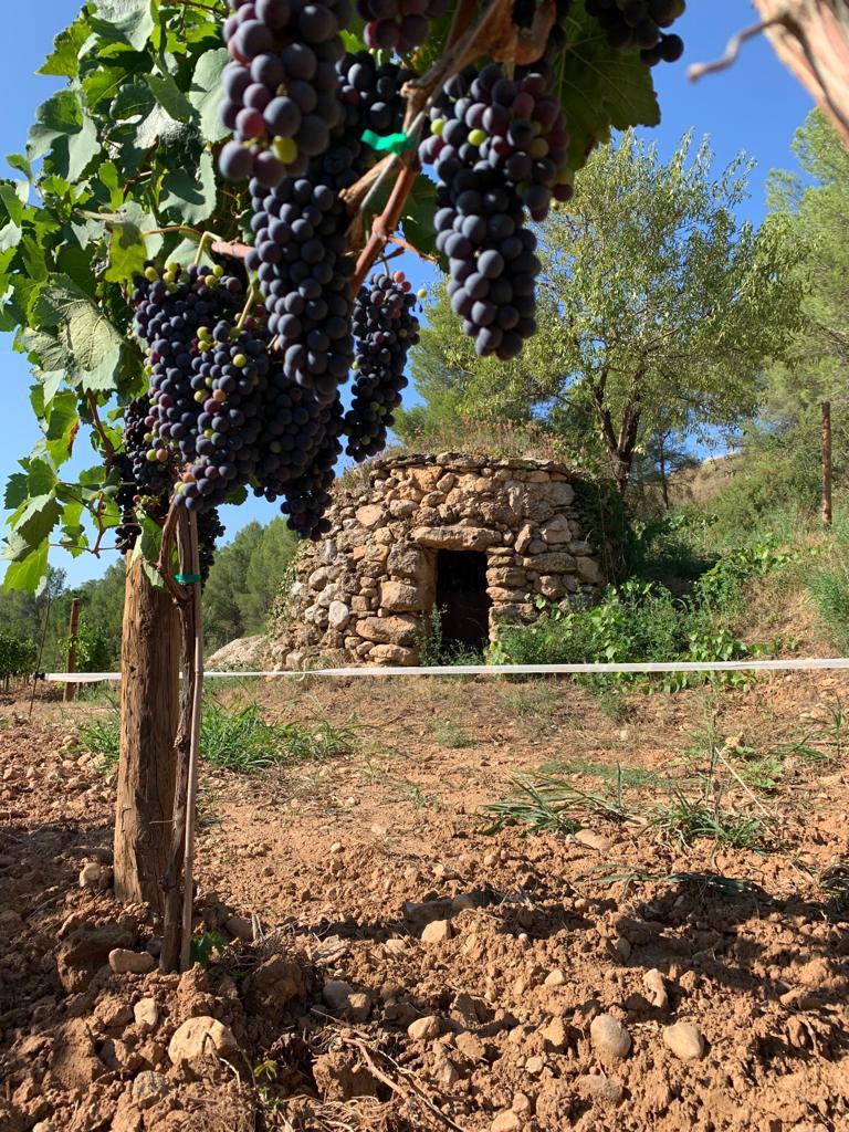 Cabaña piedra vinya