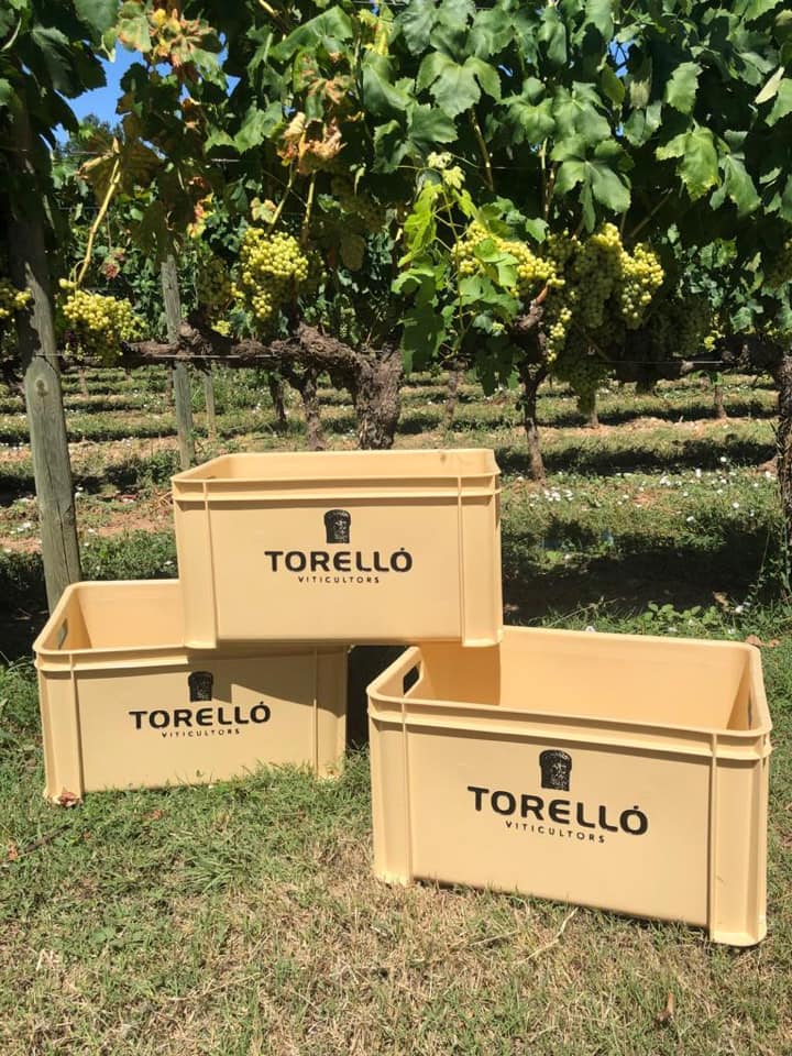 Vendimia en cajas de 25 kilos