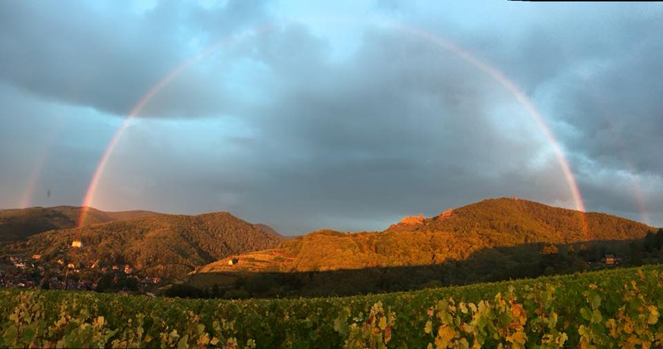 Arcoiris en el viñedo