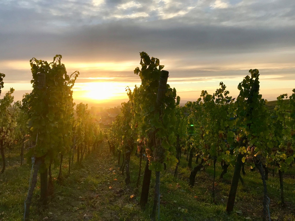 Viñedo