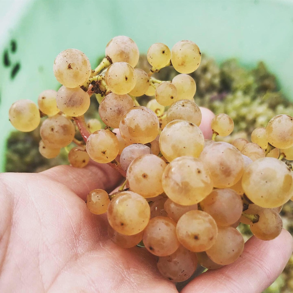 Variedad Riesling