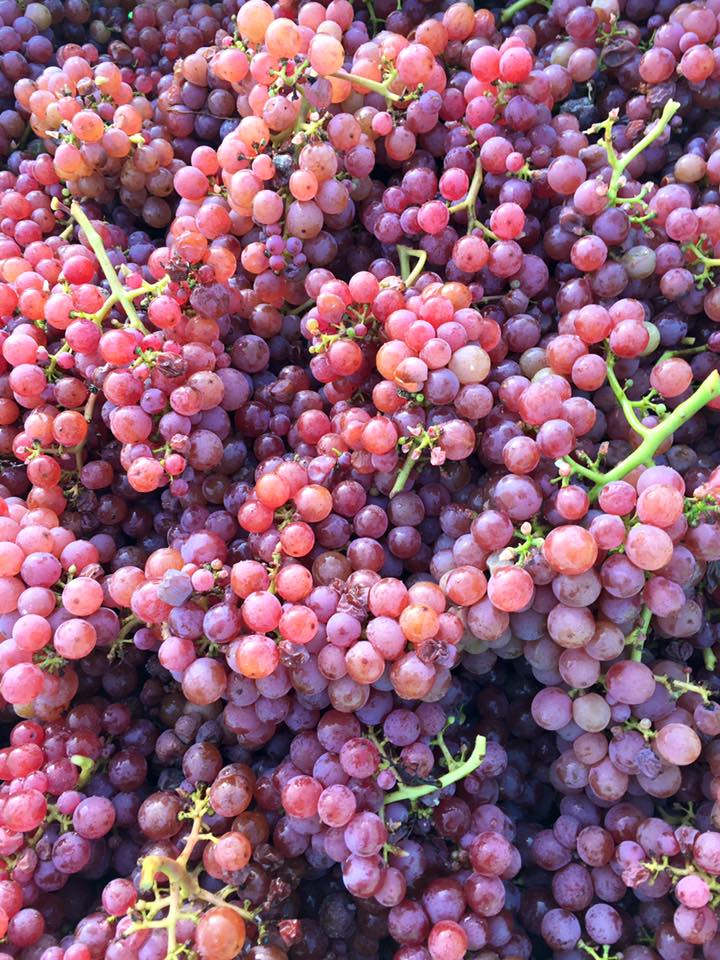 Variedad Pinot Gris