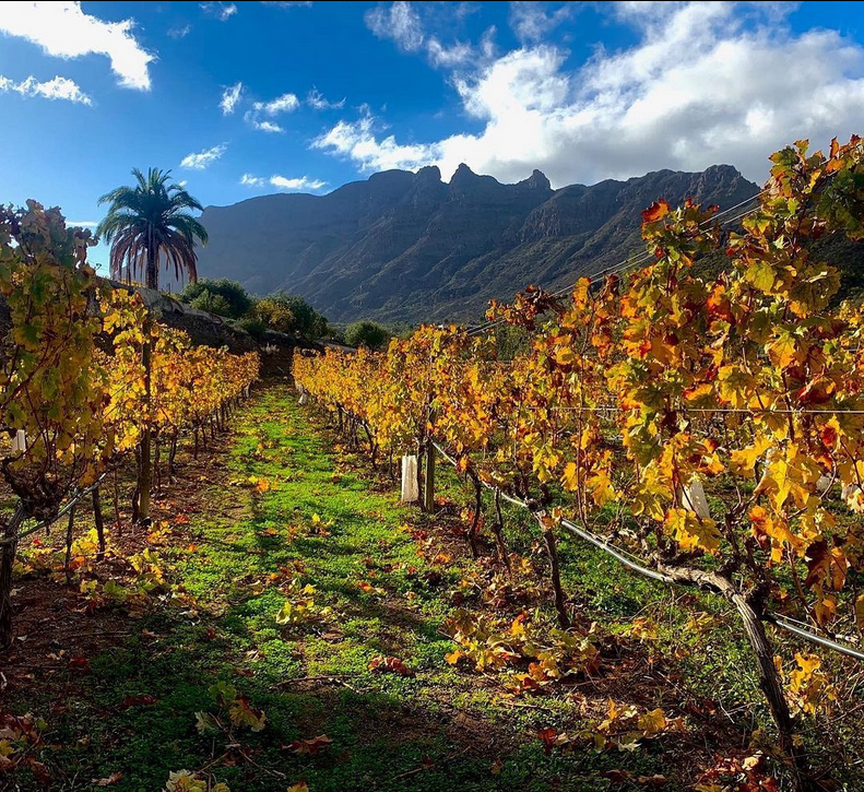 La cultura del vino en Gran Canaria: Un legado transformado