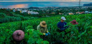 Vinos de Tenerife: Suertes del Marqués