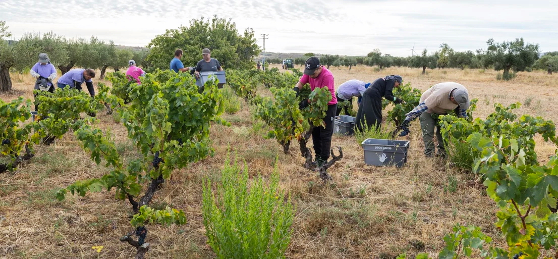 Vendimia en El Mirón del Humilladero, Bodegas Paco García