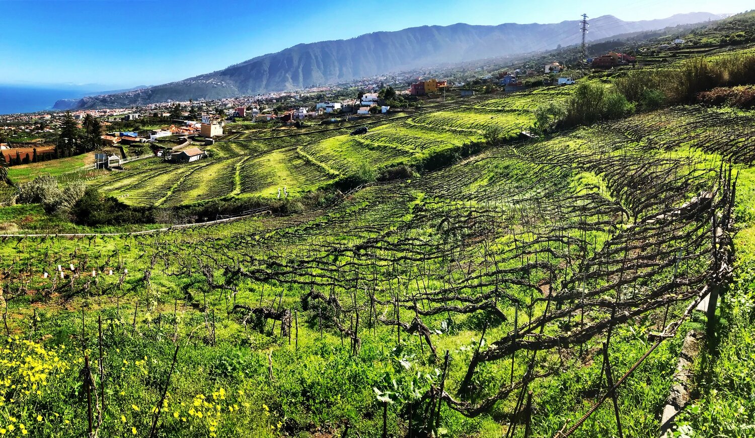 Vinos Canarios: Denominaciones de Origen Canarias